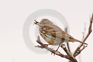A Meadow Pipit with food