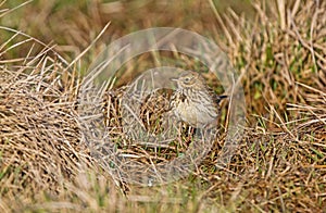 A Meadow Pipit in the grass