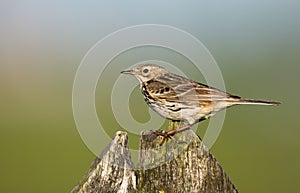 A meadow pipit on ore a titlark