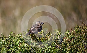 Meadow pipit perched on a bilberry bush