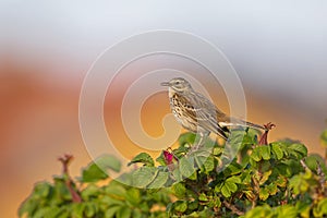 Meadow Pipit perched on a bush in the late evening in Denmark.