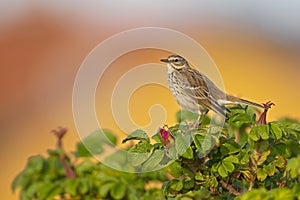 Meadow Pipit perched on a bush in the late evening in Denmark.