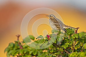 Meadow Pipit perched on a bush in the late evening in Denmark.