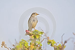 Meadow Pipit perched on a bush in the late evening in Denmark.