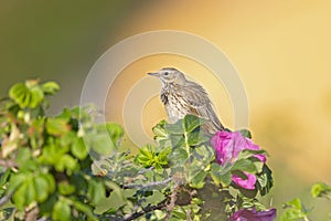 Meadow Pipit perched and preening on a bush in the late evening in Denmark.