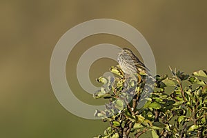 Meadow Pipit perched and singing on a bush in the late evening in Denmark.