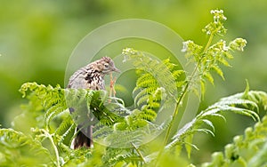 Meadow Pipit perching on plant