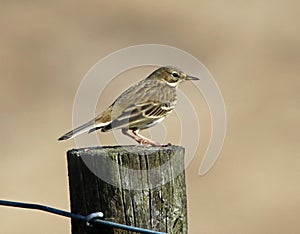 Meadow pipit perching on wooden post
