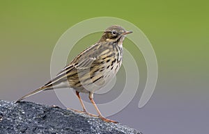 A meadow pipit on a pile ore a titlark