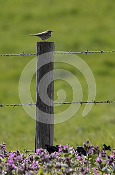 Meadow pipit on a post