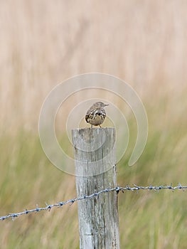 A meadow pipit resting on a fence post