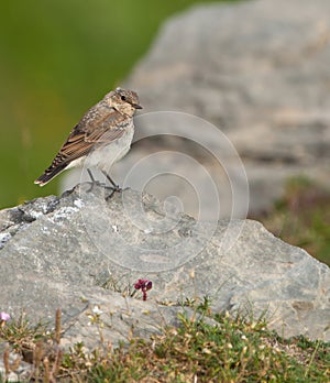 A Meadow Pipit on a rock