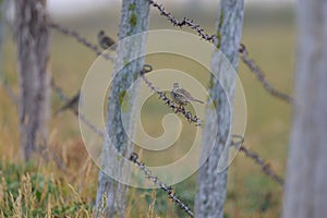 A Meadow Pipit sitting on a fence