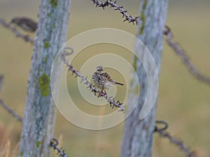 A Meadow Pipit sitting on a fence