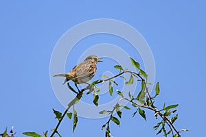 A Meadow Pipit sitting on small twig