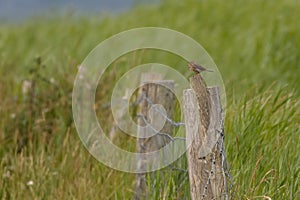 Meadow pipit, small bird, perched on fence post