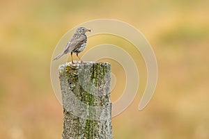 The meadow pipit, a small songbird