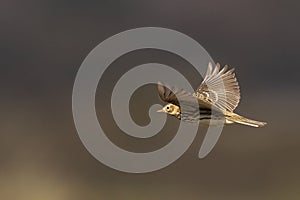 Meadow Pipit soaring majestically in the sky, with its wingspan fully extended