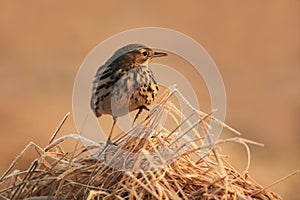 Meadow pipit in mountain meadow photo