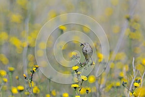 A Meadow Pipit standing in a meadow with yellow flowers