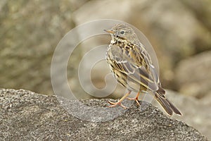 Meadow Pipit standing on rock