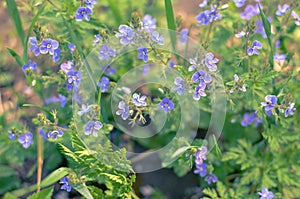 Meadow plant background: blue little flowers - forget-me-not close up