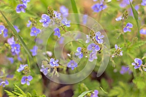 Meadow plant background: blue little flowers - forget-me-not close up