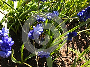 Meadow plant background: blue little flowers - forget-me-not close up and green grass. Forget-me-not flowers on a sunny morning