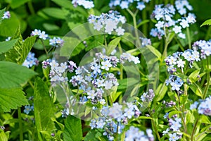 Meadow plant background: blue little flowers - forget-me-not close up and green grass. Shallow DOF