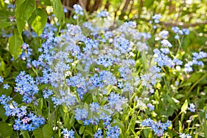 Meadow plant background: blue little flowers - forget-me-not close up and green grass