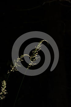 Meadow plant bluegrass black background, summer vertical background