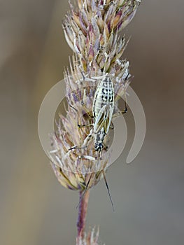 Meadow plant bug on bent