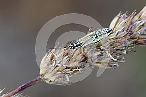 Meadow plant bug on bent