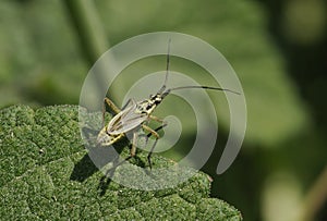 Meadow Plant Bug - Leptopterna dolabrata