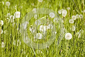 Meadow plants and dandelions
