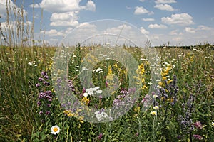 Meadow plants and flowers