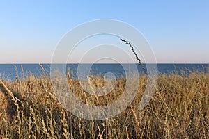 Meadow plants and tall grass on a high seashore. Sea landscape.