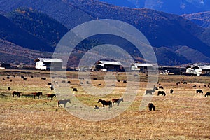 Meadow on plateau