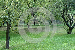 Meadow and plumtrees