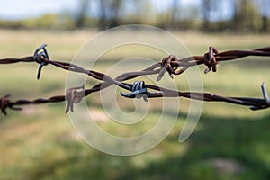 Meadow in Poland