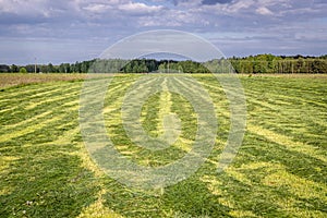 Meadow in Poland