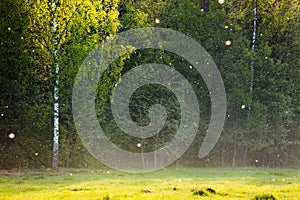 Meadow With Poplar Fluff photo