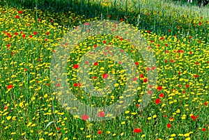 Meadow with Poppies (Papaver Rhoeas) and corn marigold