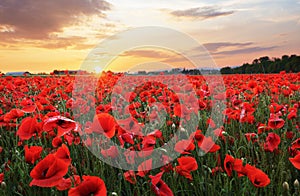 Meadow with Poppy flowers