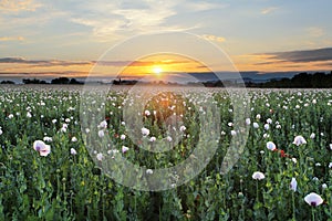 Meadow with Poppy flowers