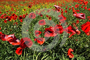 Meadow with poppy flowers