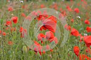 Meadow of poppy flowers in alsace