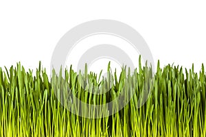 Meadow in profil photo