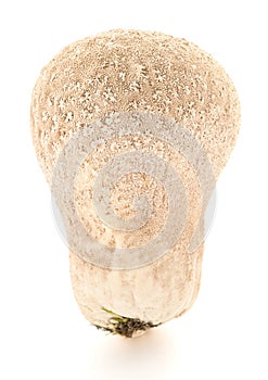 Meadow Puffball mushroom