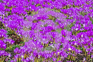 Meadow with purple colchicum autumnale or autumn crocus.  Autumn flowers on a sunny day close up